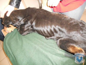  Wycieńczony pies w klinice weterynaryjnej. Pomimo zimy, na grzbiecie zwierzęcia rzadka sierść, przez którą widać skórę. Wychudzona suka, z widocznymi przez skórę żebrami, osłabiona, bezwładnie leży na kozetce   fot. Animal Security