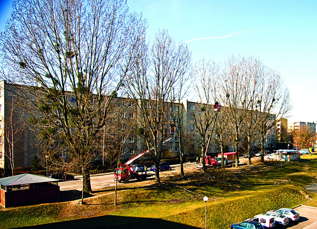 Osiedlowe topole przy ul. Sikorskiego przed przycięciem. Widoczne w konarach liczne ogniska pasożyta – jemioły   fot. Katarzyna Polerowicz-Kelma