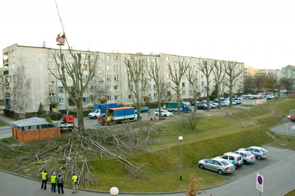 To samo miejsce po pielęgnacji drzew   fot. Katarzyna Polerowicz-Kelma